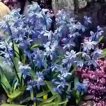 Siberica
